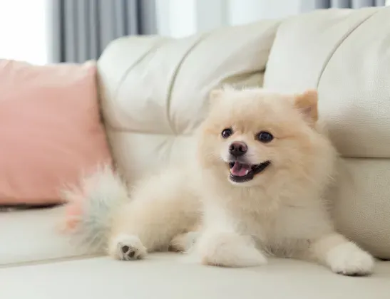 white-pomeranian-laying-on-leather-couch